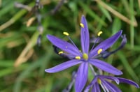 Image 2 of Great Camas Lily : Camassia leichtlinii