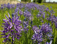 Image 3 of Great Camas Lily : Camassia leichtlinii