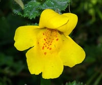 Image 1 of Yellow Monkeyflower : Mimulus guttatus