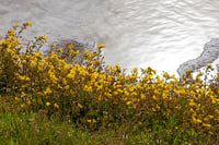 Image 2 of Yellow Monkeyflower : Mimulus guttatus