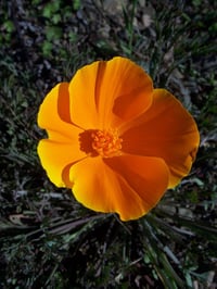 Image 2 of California poppy : Eschscholzia californica