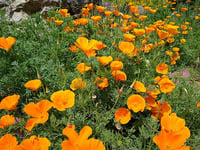 Image 1 of California poppy : Eschscholzia californica