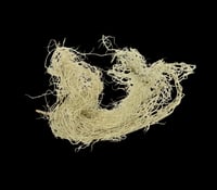 Usnea Lichen Whole Wildcrafted (Bulk)