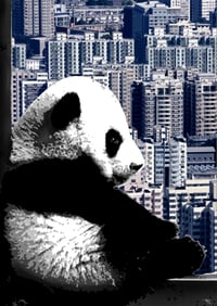 Image 3 of Framed Silver Leaf Pandas