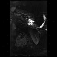 Image 2 of Spring Beauty on film, 11x14 Metal print, Limited