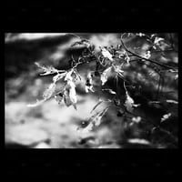 Image 2 of Winter Leaves on Film, 11x14 Metal print, Limited