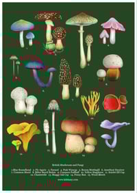 Image 1 of British Mushroom and Fungi Poster