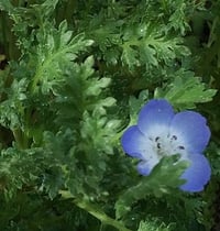 Baby Blue Eyes : Nemophila menziesii