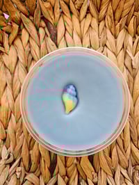 Image 17 of Beach Smores - an exclusive Rockytop Wax works custom houseblend fragrance 