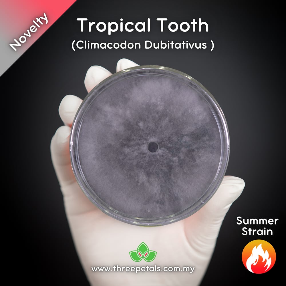 Tropical Tooth (Climacodon Dubitativus) Live Mycelium Mushroom Culture Spawn Seed