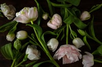 February Tulips no. 2