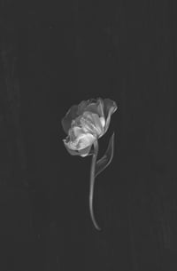 Untitled in Black and White
