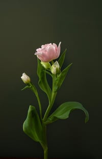 February Tulips no. 3