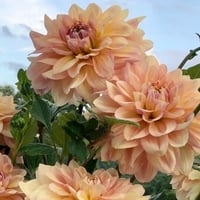 Wyn’s New Pastel