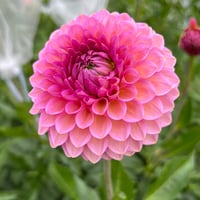 Westerton Pearl