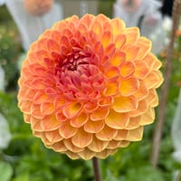 Blyton Softer Gleam