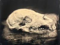 Unknwn Skull