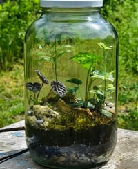 Image 2 of Eco-Terrarium Workshop in the Woods