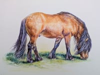 Image 1 of Highland Pony (bay) Watercolour painting
