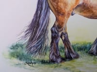 Image 3 of Highland Pony (bay) Watercolour painting