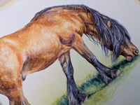 Image 4 of Highland Pony (bay) Watercolour painting