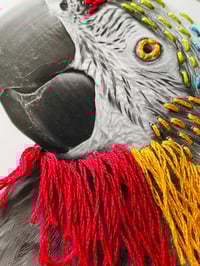 Image 2 of Macaw