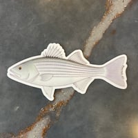 Striped Bass Sticker
