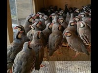 Chukar Partridge Hatching eggs