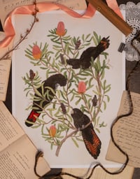 Image 1 of Red Tailed Black Cockatoos on Banksia 