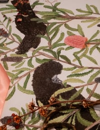 Image 4 of Red Tailed Black Cockatoos on Banksia 