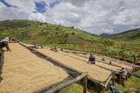 Image 3 of Taba Village - Rwanda BIO | FILTRE & ESPRESSO