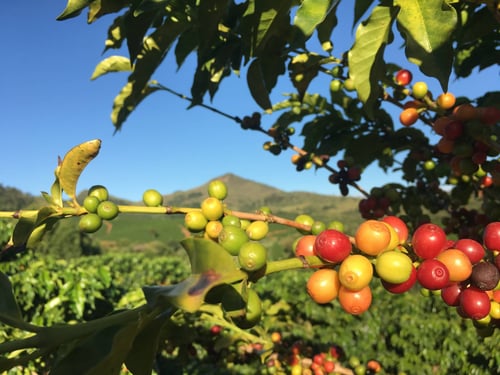 Image of Taba Village - Rwanda BIO | FILTRE & ESPRESSO