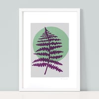 Image 2 of Sun Ferns x 3