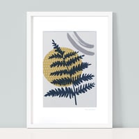 Image 1 of Sun Ferns x 3