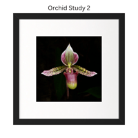 Image 3 of Orchid Studies