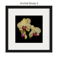 Image 4 of Orchid Studies