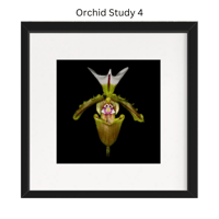Image 5 of Orchid Studies