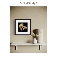 Image 8 of Orchid Studies