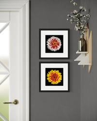 Image 1 of Zinnia Studies