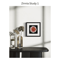 Image 4 of Zinnia Studies