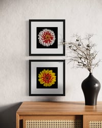 Image 8 of Zinnia Studies