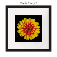 Image 3 of Zinnia Studies