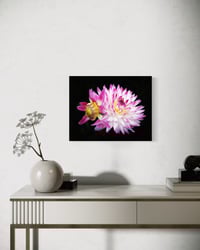 Image 3 of Blooming Dahlia