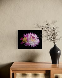 Image 5 of Blooming Dahlia