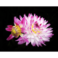 Image 1 of Blooming Dahlia