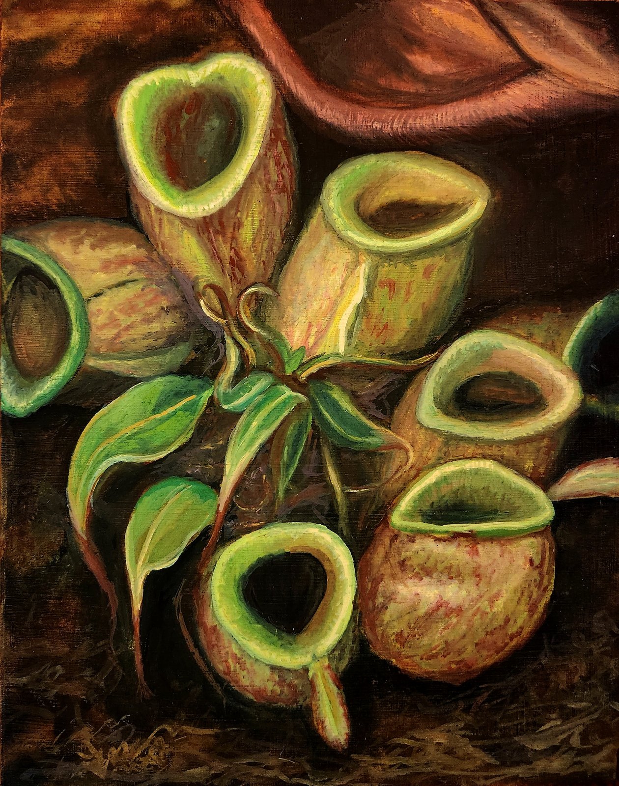 Nepenthes in the Greenhouse | Sam Sikkenga Art