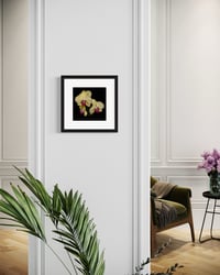 Image 16 of Orchid Studies