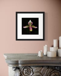 Image 19 of Orchid Studies
