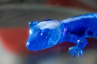 Image 12 of Lizzard 