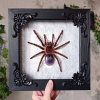 Framed tarantula with amethyst 